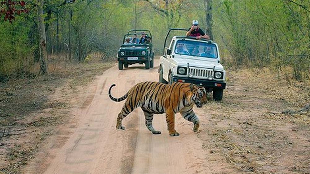 তবে শুধু সন্তানের জন্ম নয়। পর্যটক ও পশুপ্রেমীদের মধ্যে বিপুল জনপ্রিয়তা অর্জন করে মছলী। সে যেমন ছিল দেখতে সুন্দর, তেমনই ক্যামেরার সামনেও ছিল সমান স্বচ্ছন্দ। সেই বোধহয় একমাত্র  বাঘিনী যার ছবি সব থেকে বেশি বার তোলা হয়েছে। সরকারি হিসাবই বলছে, তাঁর এই জনপ্রিয়তা ১৯৯৮ থেকে ২০০৯ এর মধ্যে ভারত সরকারকে ১০ কোটি মার্কিন ডলার রোজগার করতে সাহায্য করে। যা ভারতীয় মুদ্রায় ৭৫৫ কোটি টাকারও বেশি।