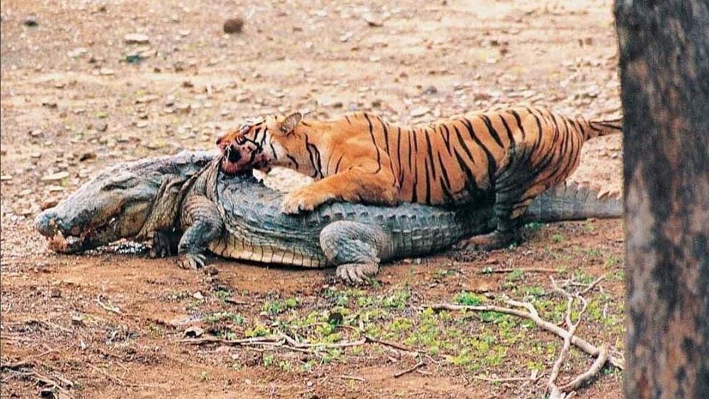 এর পাশাপাশি রণথম্বোর জাতীয় উদ্যানে মছলীর দাপট ছিল চোখে পড়ার মতো। তাঁর ক্ষিপ্রতা, শক্তি নিদর্শন নেটদুনিয়াতেও ছড়িয়ে রয়েছে। ২০০৩-এ সে একা একটি ১৪ ফুট লম্বা কুমিরের সঙ্গে লড়াই করে তাকে মেরে ফেলে। যদিও এই লড়াইয়ে মছলীর দাঁতের বেশ ক্ষতি হয়। কিন্তু অন্য প্রাণীর হাত থেকে শাবকদের রক্ষা করতে তার হিংস্র হয়ে ওঠার কথা গোটা বিশ্ব জানে।