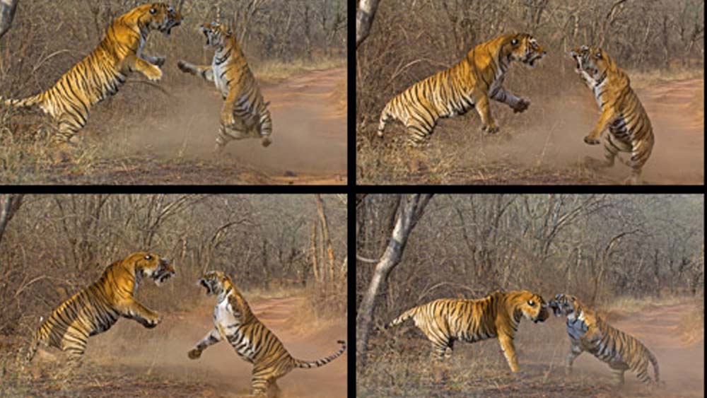 বাস্তুতন্ত্র অসাধারণ অবদানের জন্য মছলীর প্রতি সম্মান জানাতে ২০১৩-তে ভারত সরকার তার ছবি সম্বলিত পোস্টাল কভার ও স্ট্যাম্প ছাপে। এ ছাড়াও বাস্তুতন্ত্র সংরক্ষণে অবদান ও পর্যটক আকর্ষণের জন্য লাইফটাইম অ্যাচিভমেন্ট পুরস্কারও জিতেছিল সে।