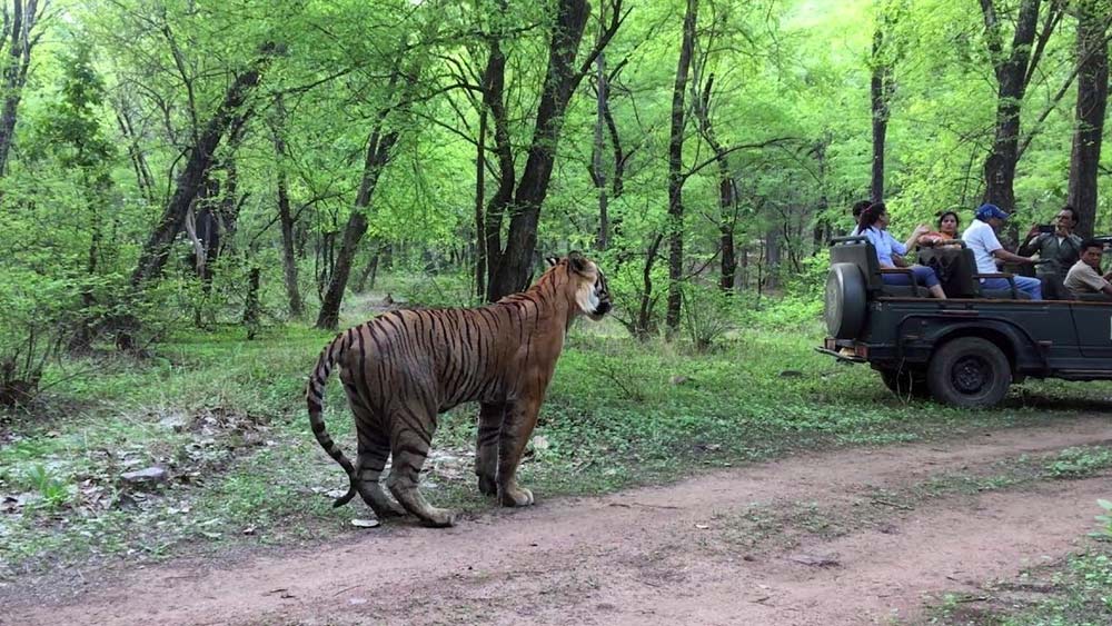 তবে ২০১৪-র পর থেকেই রণথম্বোরের রানি নিজের শক্তি হারাতে শুরু করে। ধীরে ধীরে দুর্বলও হয়ে পড়ে সে। শেষ বয়সে একটি চোখের দৃষ্টিশক্তি হারিয়েছিল সে। নিজের এলাকার দখলও ধীরে ধীরে হারাতে থাকে। অবশেষে ২০১৬-র ১৮ অগস্ট মৃত্যু হয় তার।