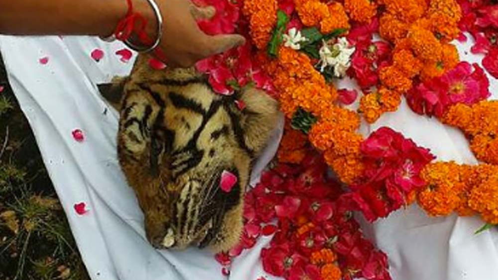 মৃত্যুর সময় তার বয়স হয়েছিল ১৯ বছর। এ ব্যাপারেও অনেক এগিয়ে মছলী। সাধারণত বাঘেদের জীবনকাল হয় ১০-১৫ বছর। কিন্তু মছলী বেঁচেছিল তার থেকে অনেকটাই বেশি।