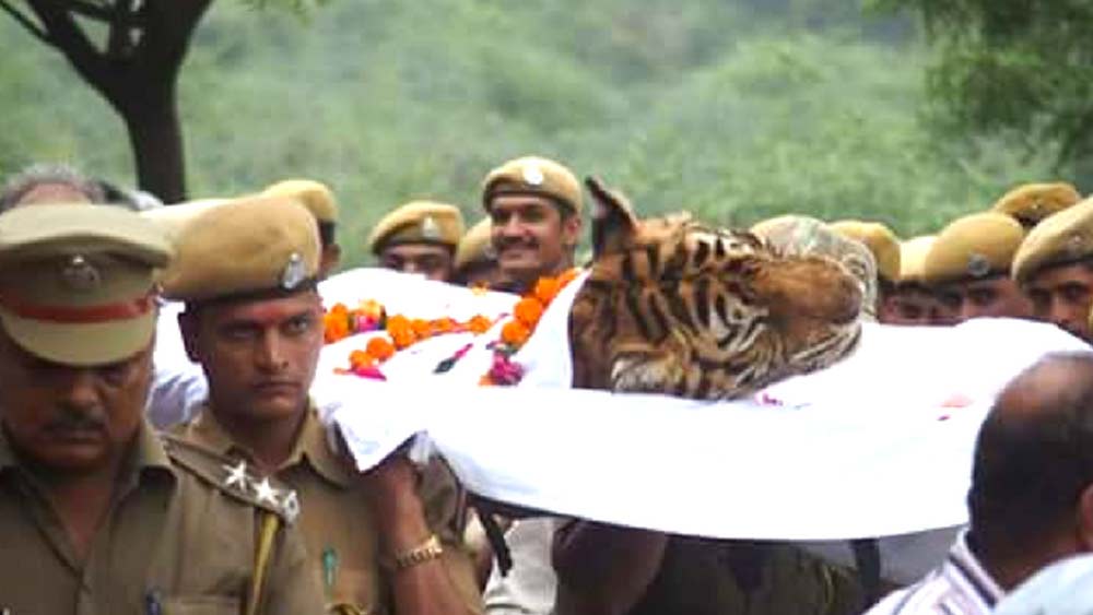 মৃত্যুর পর জাতীয় ব্যাঘ্র সংরক্ষণ কর্তৃপক্ষের প্রোটোকল অনুসারে তার দেহ সৎকার করা হয়।