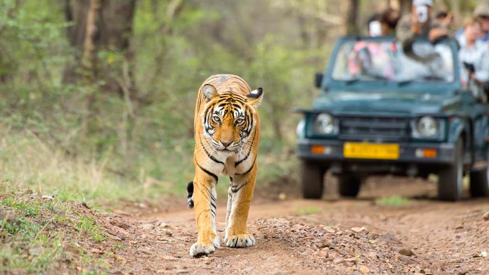 তার নামে একটি ফেসবুক পেজও আছে। সেখানেও তার ভক্ত সংখ্যা কম নয়। তাকে নিয়ে তৈরি হয়েছে বেশ কয়েকটি ডকুমেন্টারি ছবি। যার মধ্যে ‘দ্য ওয়ার্ল্ডস মোস্ট ফেমাস টাইগার’ ছবিটি ৬৬তম জাতীয় ফিল্ম পুরস্কার জিতেছিল।
