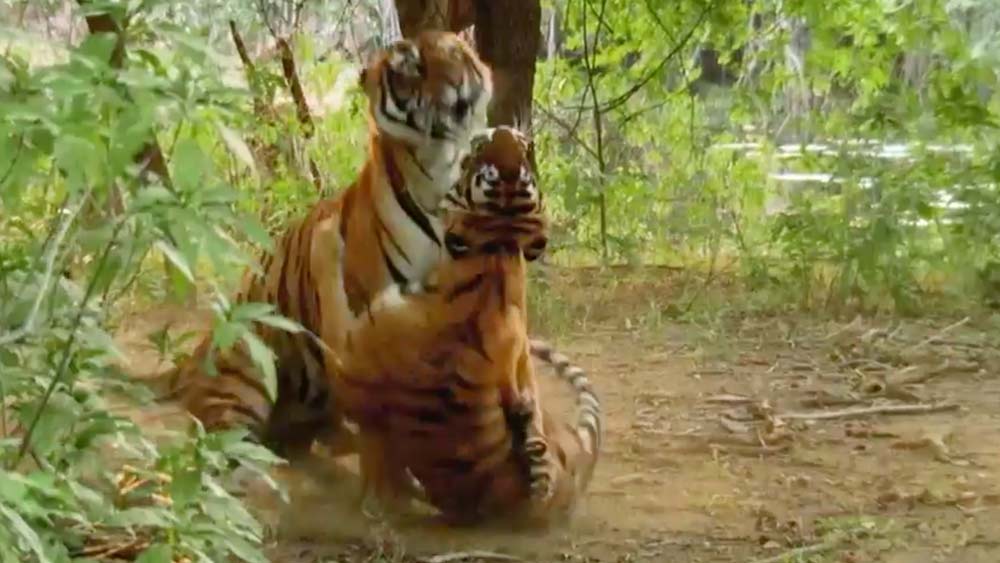 বাঘের সংখ্যা বৃদ্ধিতে অবদান, সাহসিকতা ও জনপ্রিয়তার জন্য রণথম্বোররে ইতিহাসে মছলীর নাম চিরস্মরণীয় হয়ে থাকবে।