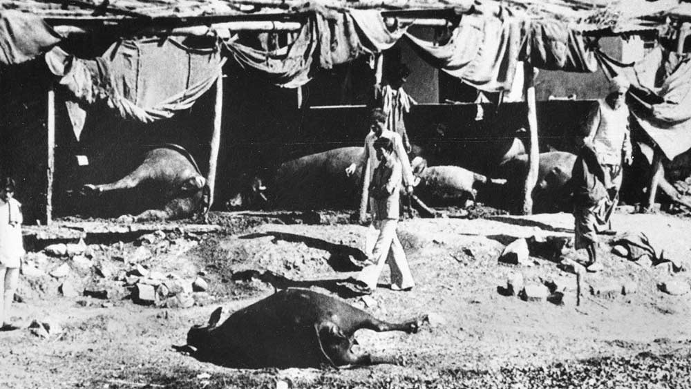 শুধু মানুষ নয়, মিথাইল আইসোসায়ানেটের আক্রমণ থেকে রেহাই পায়নি প্রকৃতি ও পশুপাখিও। ক্রমশ পাতা পড়ে যেতে থাকে গাছের। কোনও কোনও গাছের পাতা হলুদ হয়ে যায়। মৃত্যু হয় অসংখ্য পশুপাখির। জলও দূষিত হয়ে যায়।