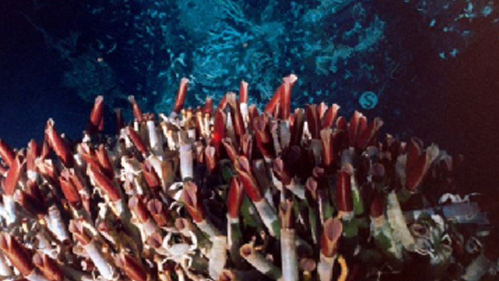 অদ্ভুত বাস্তুতন্ত্রের সাক্ষী এই গুহা। এখানে প্রচুর পরিমাণে হাইজ্রোজেন সালফাইড এবং কার্বন ডাই অক্সাইড আছে। বদ্ধ হওয়ায় স্বাভাবিক ভাবেই এখানে অক্সিজেন কম। ফলে এই গুহার বিষাক্ত পরিবেশে ফোটোসিন্থেসিস (সালোকসংশ্লেষ)-এর বদলে জীবন এগিয়েছে কেমোসিন্থেসিস প্রক্রিয়ার মাধ্যমে।