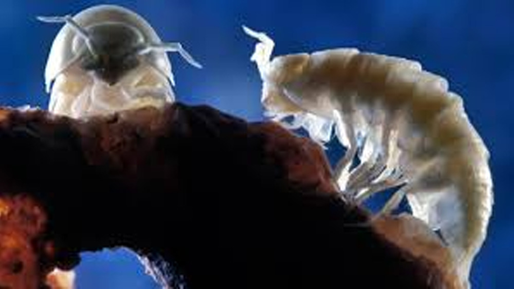 অতল মহাসাগরের গভীরে, অন্ধকার গুহা-সহ পৃথিবীর বহু অংশে এই কেমোসিন্থেসিস প্রক্রিয়ায় বাস্তুতন্ত্র আবর্তিত হয়। ঠিক সে ভাবেই হয়েছে মোভাইল গুহাতেও।