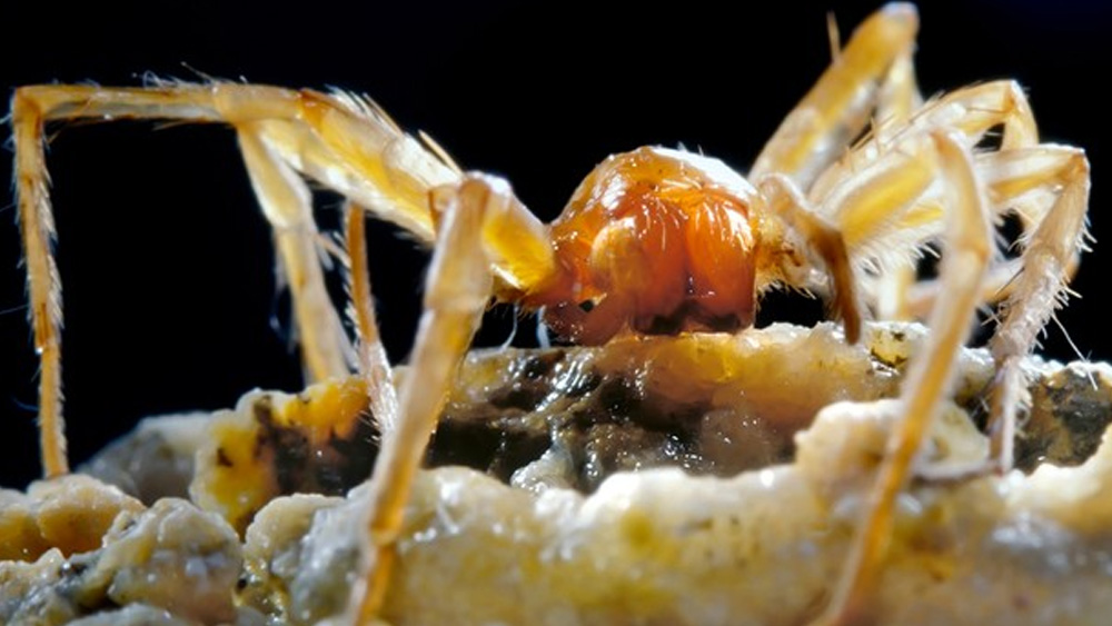 রহস্যজনক এই গুহায় বাস করে এমন ৪৮টি প্রজাতির প্রাণীকে শনাক্ত করা গিয়েছে। তাদের মধ্যে ৩৩টির বাইরের পৃথিবীতে অস্তিত্বই নেই। গুহার জীবের মধ্যে উল্লেখযোগ্য হল জোঁক, সহস্রপদী, শামুক, মাকড়সা এবং ওয়াটার স্করপিয়ন।