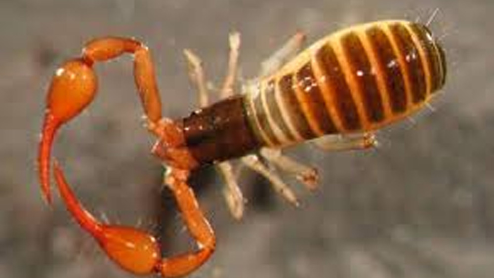 ডাঙায় যে কাঁকড়াবিছে আমরা দেখি, তার সঙ্গে এই জলজ কাঁকড়াবিছের চরিত্রগত মিল আছে। তবে মানুষের জন্য এগুলি ডাঙার কাঁকড়াবিছের তুলনায় কম বিষাক্ত।