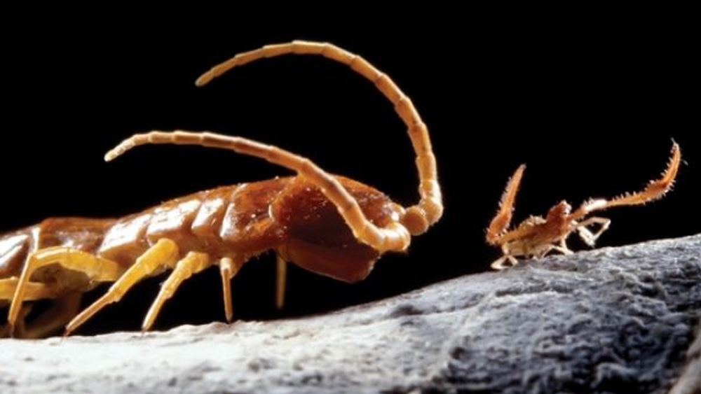 গবেষকদের ধারণা, এই গুহায় প্রথমে ব্যাকটেরিয়ার সৃষ্টি হয়েছিল। তার পর কোনও ভাবে গুহায় প্রাণীরা বাইরে থেকে ঢুকে পড়ে। তার পর থেকে এখানেও চলেছে তাদের জীবনচক্র। প্রাকৃতিক নিয়মের শৃঙ্খল অনুযায়ীই আবর্তিত হয়েছে সেই চক্র। শুধু বাইরের জগতের সঙ্গে তার কোনও সম্পর্ক ছিল না। সে বেঁচে থেকেছে তার নিজের নিয়মমতো। তুষারযুগে সারা পৃথিবী প্রাণহীন হয়ে পড়লেও এই গুহার জীবজগৎ রক্ষা পেয়েছিল বলে ধারণা বিজ্ঞানীদের।