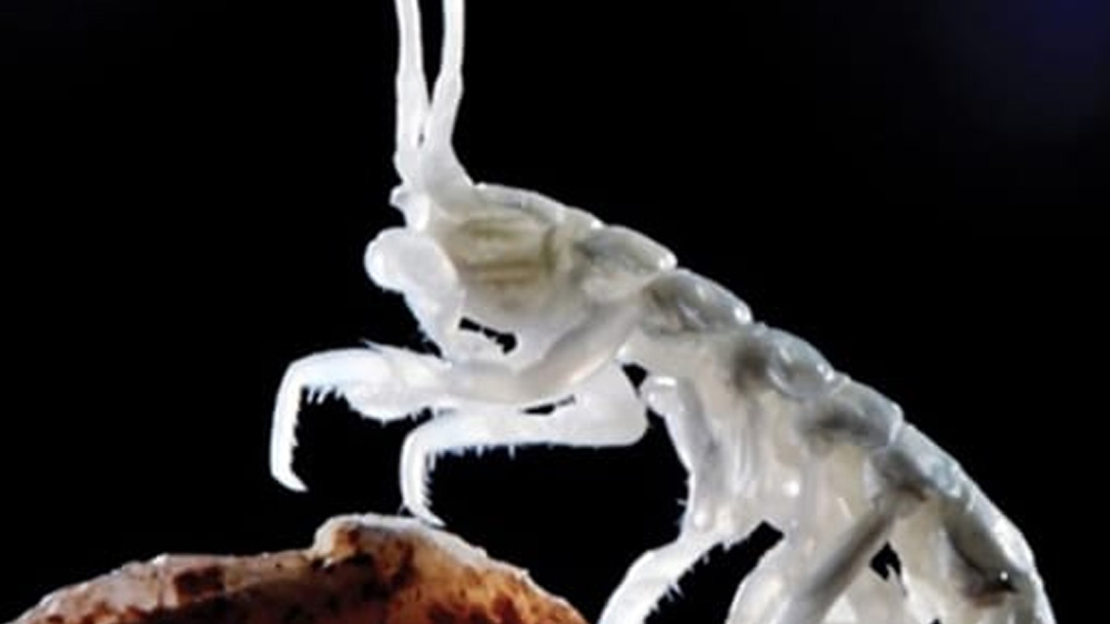 সূর্যালোক না পাওয়ায় এই গুহার প্রাণীরা অনেকে জন্মান্ধ। কারণ, দীর্ঘ দিন অন্ধকারে চোখের ব্যবহার না থাকায় জিনগত বিবর্তনের ফলে সদ্যোজাতদের শরীরে চোখের গঠন হয়নি। এমনকি, সূর্যের অনুপস্থিতিতে পিগমেন্টেশনের জেরে তাদের গায়ের রংও স্বাভাবিক নয়।