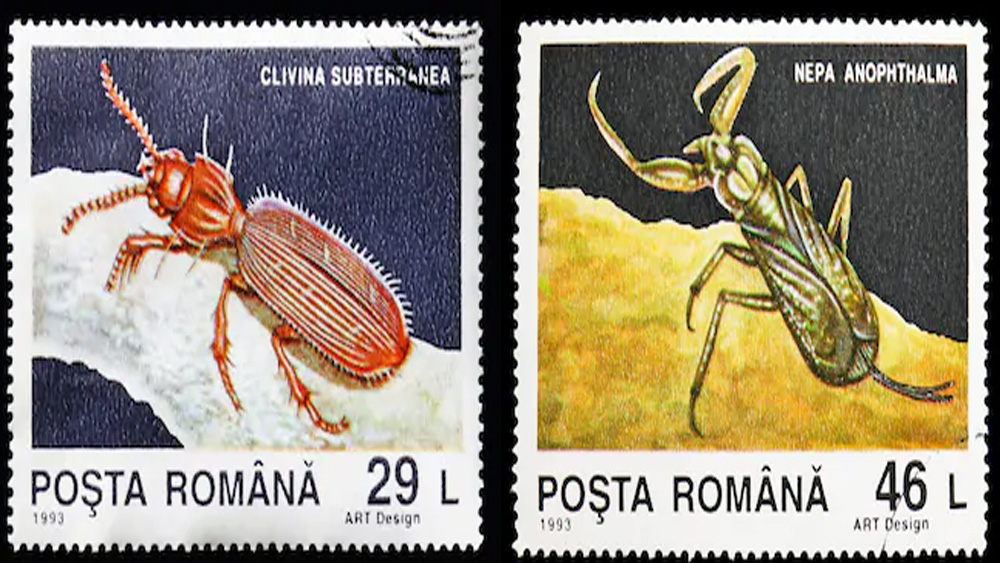 তবে এই গুহামুখ বন্ধই রাখে রোমানিয়া সরকার। আজ অবধি একশোরও কম মানুষের পা এই গুহায় পড়েছে। কোমরে দড়ি বেঁধে সঙ্কীর্ণ গুহাপথে নামতে হয় অন্তত ২০ মিটার। আলো বলতে একমাত্র সম্বল হেলমেটে লাগানো লাইট। কারণ চিরঅন্ধকার এই গুহায় সূর্যের আলো প্রবেশ করতে পারে না।