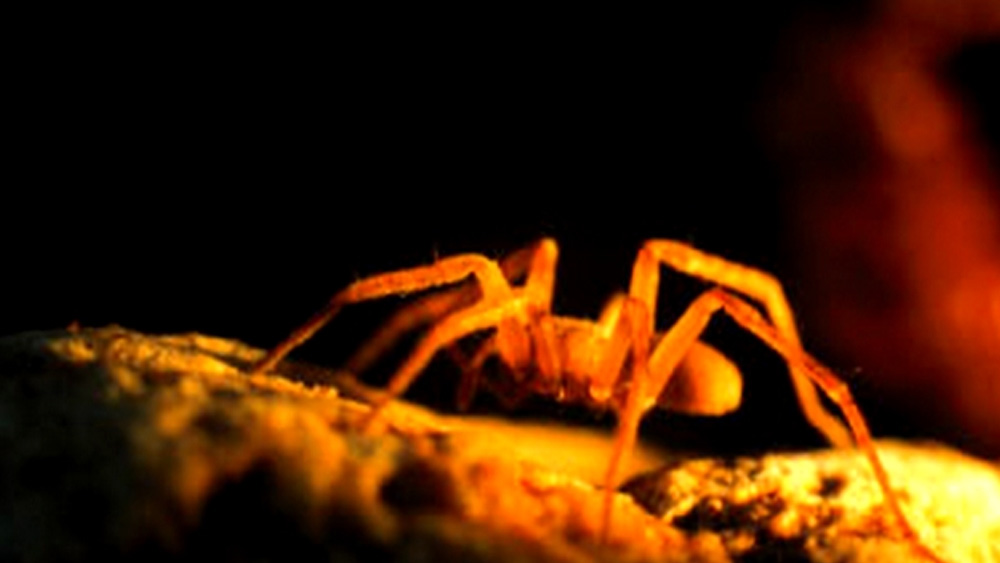 প্রচলিত সব নিয়মের বিপরীতে হেঁটে চির অন্ধকার এই গুহায় জীবন প্রাণের স্পন্দন হামাগুড়ি দিয়ে এগোচ্ছে। জীববিজ্ঞানীদের ধারণা, এই গুহায় আরও অনেক রহস্য বা বৈচিত্র্য অপেক্ষা করে আছে ভবিষ্যতের জন্য।