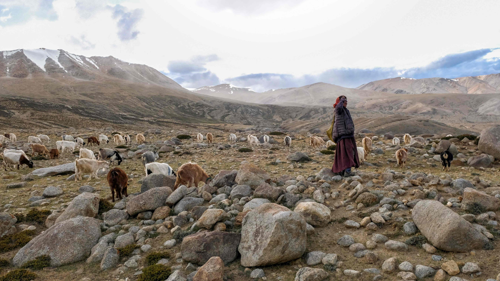পথ তো নয় আকসাই চিনের রাস্তা যেন গোলকধাঁধা। বিষফোঁড়া খারাপ আবহাওয়া। এই দুইয়ের জেরে ভিনদেশী মানুষের পথ হারানোই সেখানে দস্তুর। সব আশঙ্কা সত্যি করেই ওই এলাকায় রাস্তা ভুল করে অন্য পথে চলে যায় চার্লস মারের ক্যারাভ্যান।