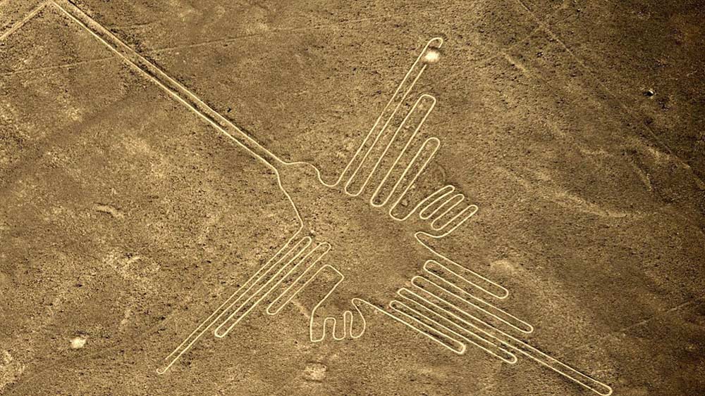 নাজকায় প্রচুর পাখির নকশাও রয়েছে। বিশালাকার ১৬টি নকশায়, পাখিগুলির ঠোঁট, ডানা ও লেজ আঁকা হয়েছে শরীরের তুলনায় অনেক বড় করে।