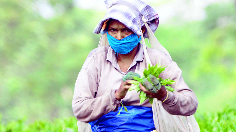 বাগানে কাজ। নিজস্ব চিত্র