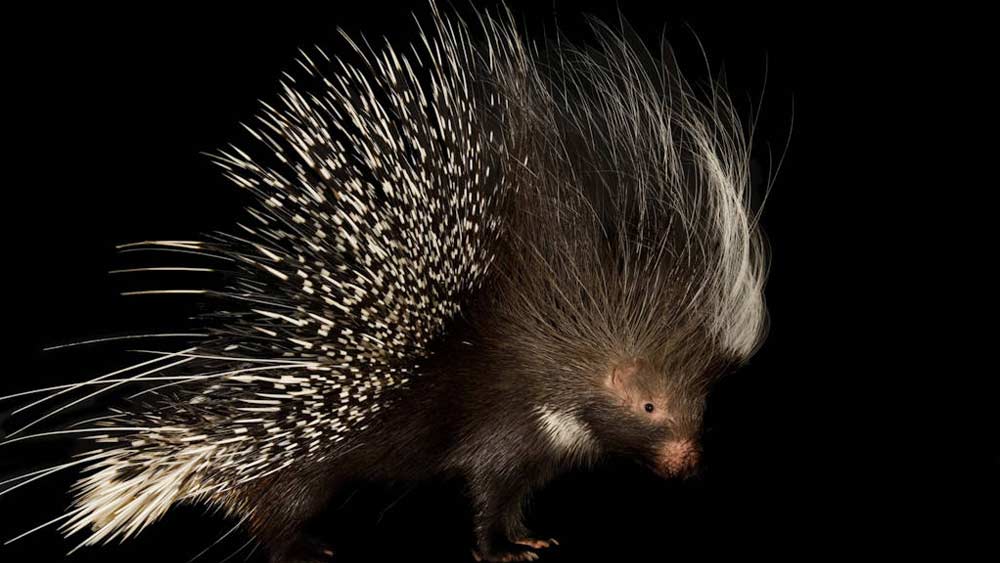 তবে এই গুহার ভিতরে সব পথই কিছু দূর যাওয়ার পরে বন্ধ হয়ে গিয়েছে। বিস্ফোরণের সাহায্যে গুহাপথটি সম্পূর্ণ বন্ধ করার চেষ্টা করেছিল ভারতীয় সেনাবাহিনী। এই গুহায় হিংস্র ভাল্লুক ডেরা বাঁধত এবং গ্রামে হামলা করত বলে অভিযোগ ছিল। তবে বর্তমানে হিমালয়ের সজারু ছাড়া আর কোনও প্রাণীর অস্তিত্ব মেলেনি সেখানে।