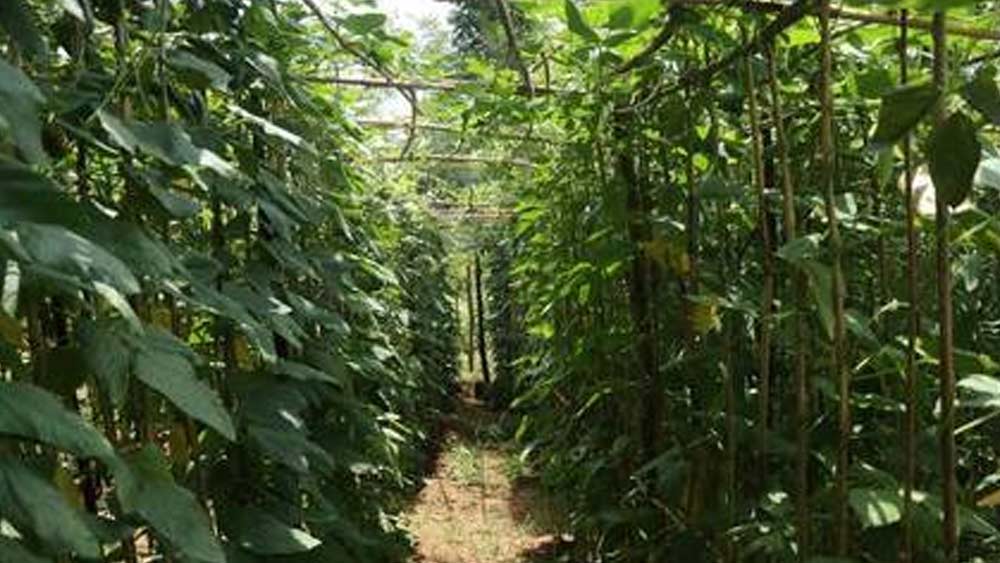 নেত্তুকালথেরিতে রয়েছে ২৭৪ একর জমি। সেখান থেকে আট কিলোমিটার দূরে থেভাঙ্কর গ্রামে রয়েছে বাকি ২০০ একর। বনবিভাগ এই  ২০০ একর জমি দিয়েছিল জেল কর্তৃপক্ষকে।