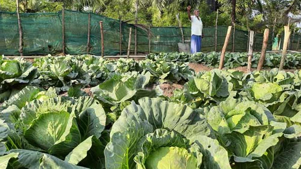 এই জমির মধ্যে ২০০ একর জমি জুড়ে চাষ করা হয় রবার। ২০ একর জমি জুড়ে রয়েছে সবজির বাগান। সেখানে অর্গ্যানিক ফার্মিংয়ের মাধ্যমে পালং শাক, ফুলকপি, বাঁধাকপি, ঢ্যাঁড়স, বিন, শশার চাষ করা হয়। জেলের খাবারের জন্য এই সবজিই ব্যবহার করা হয়। অতিরিক্ত সবজি বিক্রি করে বছরে ১০ লক্ষ টাকা রোজগার হয় জেল কর্তৃপক্ষের।