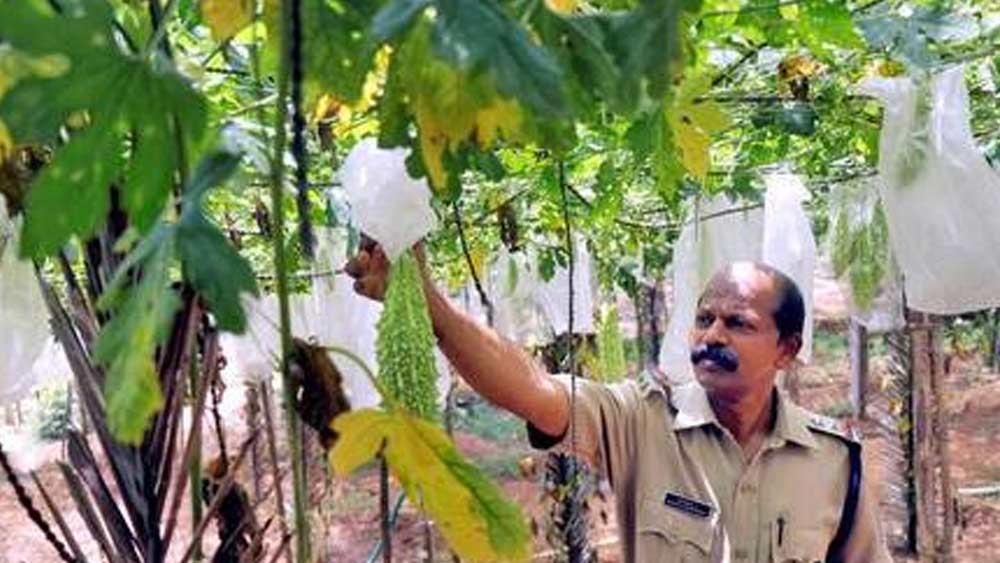 তবে ২০০ একর জমিতে রবার চাষই ভরাট করে জেলের কোষাগার। প্রতিদিন প্রায় এক হাজার রবার শিট তৈরি হয়। প্রতি বছর প্রায় এক কোটি টাকা আসে এই চাষ থেকে।