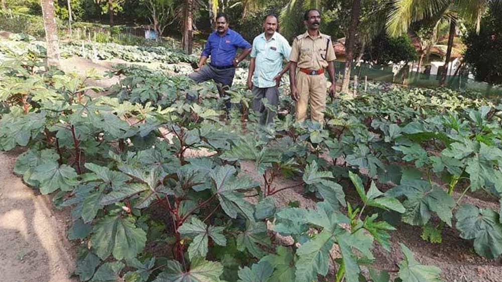 চাষের পাশাপাশি প্রচুর গবাদি পশুও রয়েছে জেলে। ৫০টি গরু, ৫০টি ছাগল, ২০টি মোষ ছাড়াও একটি পোলট্রি ফার্ম রয়েছে সেখানে। এই পোলট্রি ফার্মের ডিম বিক্রি করে বছরে ছ’লক্ষ টাকা ঘরে তোলে জেল কর্তৃপক্ষ।