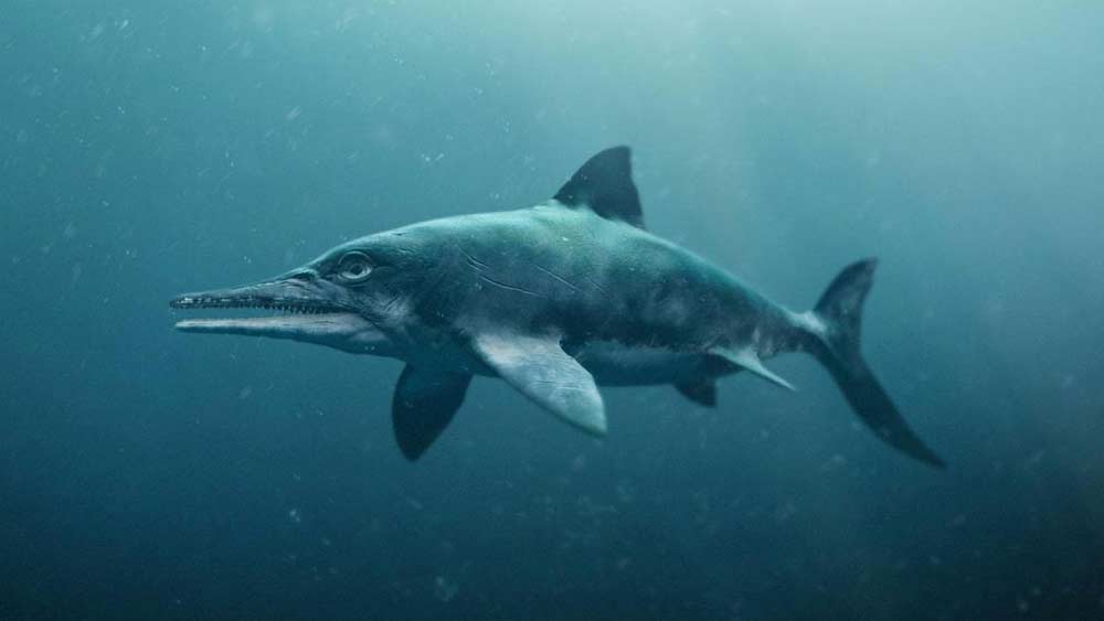 এর চোয়াল কুমীরের মতো লম্বা তবে অগ্রভাব অনেক বেশি সূচালো। মুখের মধ্যে সারি সারি অত্যন্ত ধারালো দাঁত ছিল। এটি দেখতে খানিকটা ডলফিনের মতো। অন্যান্য প্রাণী তো বটেই, বড় ইকথিয়োসররা ছোট ইকথিয়োসরদেরও খেয়ে ফেলত বলে জানা গিয়েছে।