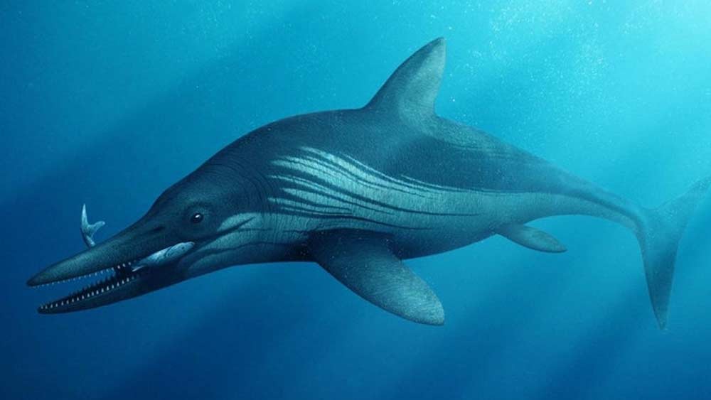 এদের বুকের নীচে, পিঠের উপর এবং লেজের খানিকটা উপরে, সবমিলিয়ে চারটি ডানা ছিল। তবে ডলফিনের মতো আড়াআড়ি না হয়ে, হাঙরের মতো এদের লেজ খাড়া ছিল।