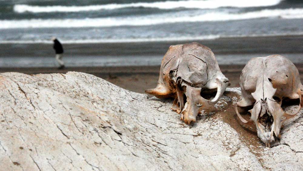 নামিবিয়ার ১৫৭০ কিমি উপকূল অংশের মধ্যে পুরনো শহর হল সোয়াকোপমান্ড। অতীতের জার্মান এই উপনিবেশ থেকে শুরু করে অ্যাঙ্গোলার সীমান্ত পর্যন্ত অঞ্চলের সীমানা প্রায় ৫০০ কিমি লম্বা। কার্যত পাণ্ডববর্জিত এই এলাকায় শাসন করে বন্য জীবজন্তুরা। একেই বলা হয় কঙ্কাল-উপকূল।