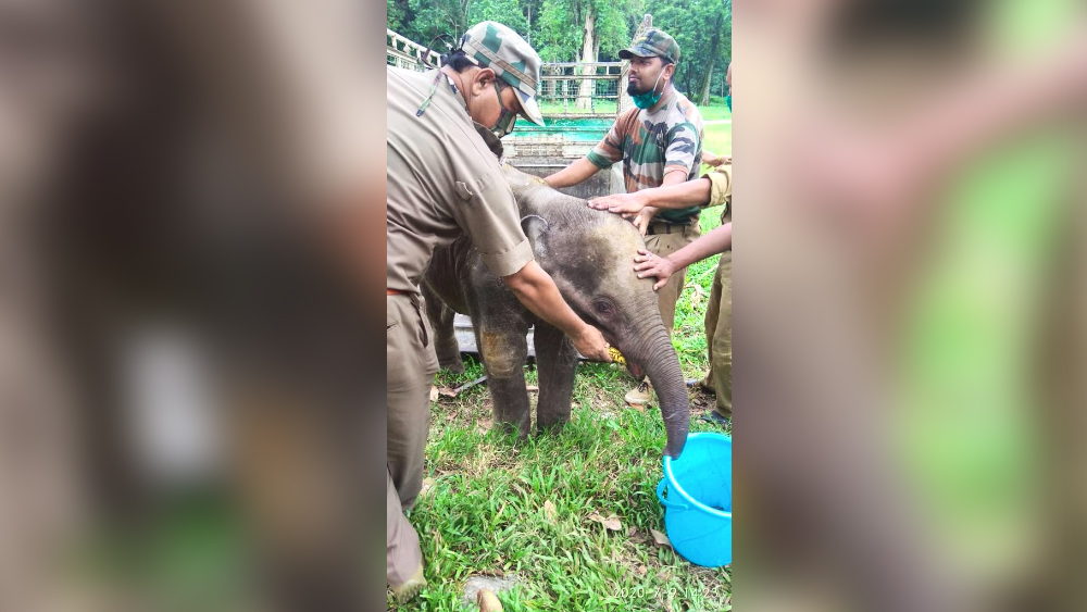 আদরে: শাবকদের একটি। ছবি: দীপঙ্কর ঘটক