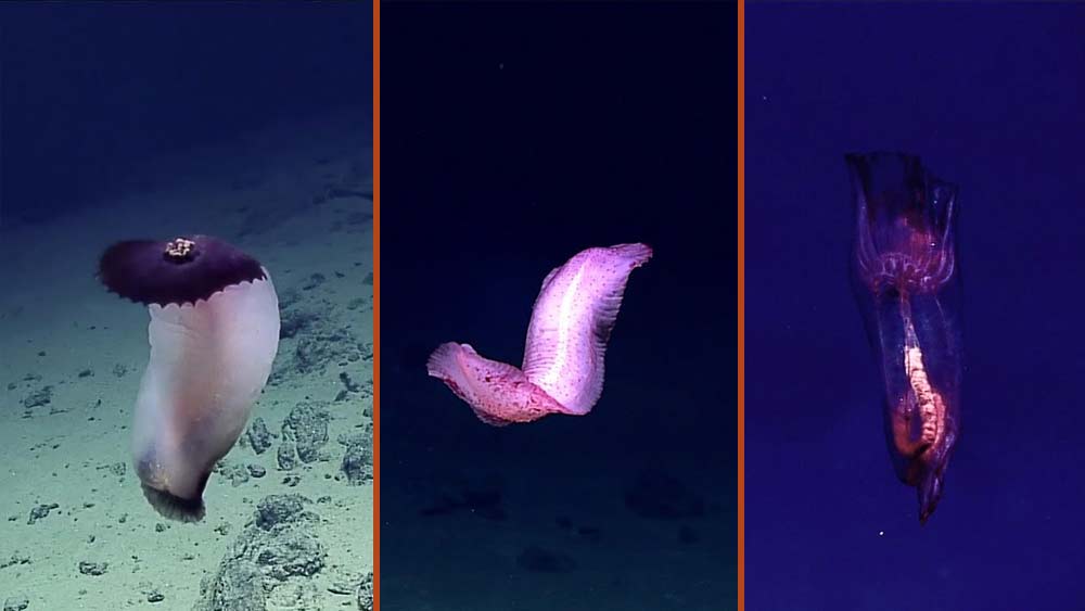 প্রথম অভিযানের পরে অর্ধশতক পেরিয়ে ২০১২ সালে ফের মানুষের অবতরণ মারিয়ানা খাতে। এ বার সাব-ডাইভ দেন চিত্র পরিচালক  জেমস ক্যামেরন। তিনি পৌঁছতে পেরেছিলেন ১০, ৯০৮ মিটার অবধি। একটুর জন্য বেঁচে যায় প্রথম দুই অভিযাত্রীর রেকর্ড। তবে সম্প্রতি আর এক অভিযাত্রী ভিক্টর ভেসকোভো পৌঁছেছেন ১০, ৯২৭ মিটার অবধি। তিনি প্রথম অভিযাত্রীদের রেকর্ড ভাঙতে পেরেছেন।