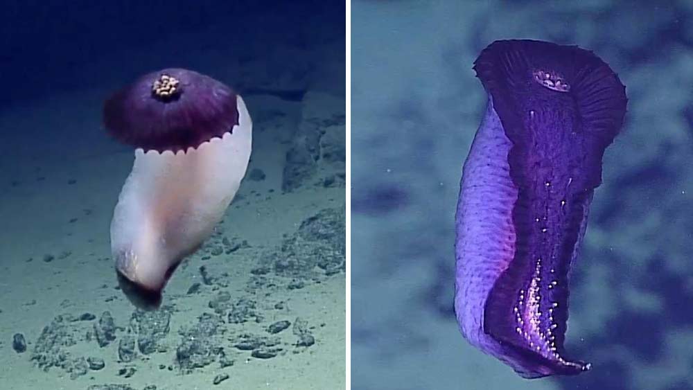 মারিয়ানা ট্রেঞ্চের তুলনামূলক অগভীর অংশে অ্যাম্ফিপড এবং হলোথুরিয়ান্সের মতো সামুদ্রিক প্রাণীর অস্তিত্ব আছে। তবে বিজ্ঞানীরা নিশ্চিত, প্রাণীবিজ্ঞানের আরও অনেক বিস্ময় অপেক্ষা করছে মারিয়ানা খাতের নিকষ অন্ধকারে। চরম পরিবেশে কী করে প্রাণীগুলি নিজেদের অস্তিত্ব টিকিয়ে রেখেছে, সেই রহস্য জানা গেলে বায়োমেডিসিন ও বায়োটেকনলজির অনেক বন্ধ দরজা খুলে যাবে।