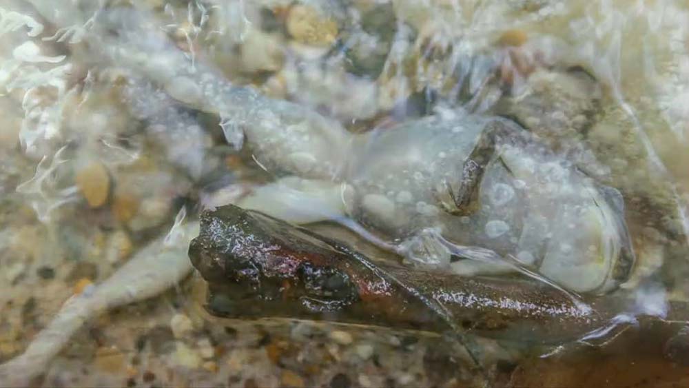 নদীর জলের সর্বোচ্চ উষ্ণতা পৌঁছয় ২০০ ডিগ্রি ফারেনহাইট পর্যন্ত। আন্দ্রে দেখতে পান, ধোঁয়া ওঠা ফুটন্ত সেই স্রোত বেয়ে ভেসে চলেছে প্রাণীদের ঝলসে যাওয়া দেহ। সবথেকে বীভৎস লেগেছে আন্দ্রের কাছে, মৃত প্রাণীগুলির চোখ গলে সাদা হয়ে গিয়েছে।