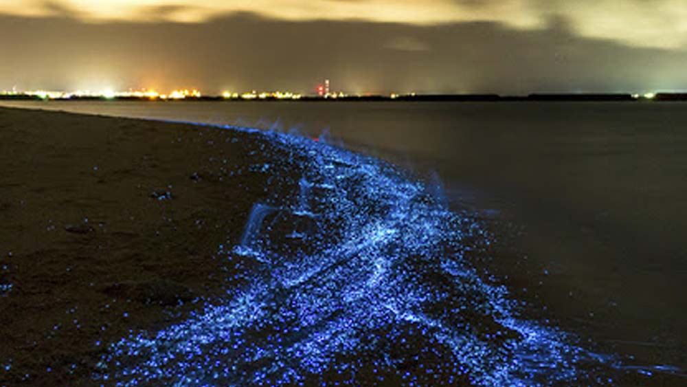 বিশ্বের কয়েকটি জায়গায় লুমিনিসেন্ট সমুদ্রের কথা শোনা যায়। যাদের সৈকত এবং সেখানকার বালিতে আছড়ে পড়া ঢেউ দেখলে রাতের বেলা মনে হয় যেন অসংখ্য রত্ন ছড়িয়ে আছে।