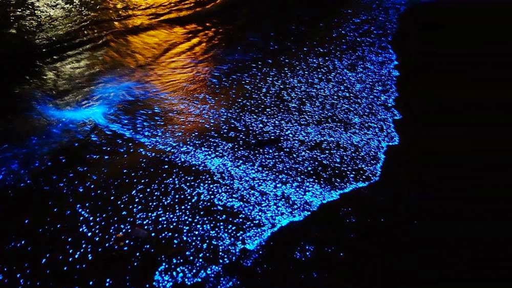 নিকষ অন্ধকারে উজ্জ্বল নীল এই তটরেখা দেখলে মনে হয় যেন তারা ঝলমল রাতের আকাশ। পৃথিবীতে ১১টি লুমিনিসেন্ট সমুদ্র সৈকত পর্যটকদের কাছে খুব জনপ্রিয়।