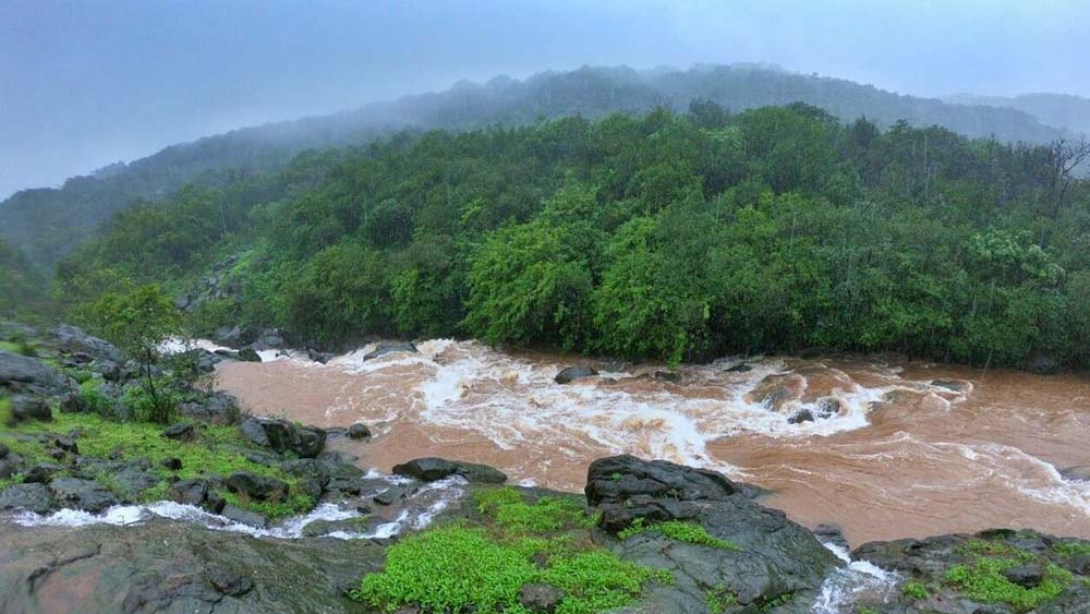 সেই পরিস্থিতিতে এই জীবাণুর সঙ্গে জলীয় বাষ্পের বিক্রিয়ায় উজ্জ্বল হয়ে ওঠে ভীমশঙ্কর অভয়ারণ্য। পশ্চিমঘাট পর্বতের নৈশ উজ্জ্বলতার আরও একটি কারণ হল জোনাকি। মে জুন মাসে, বর্ষা শুরুর ঠিক আগে সহ্যাদ্রির অরণ্য জুড়ে যেন জোনাকিদের বাড়ি।