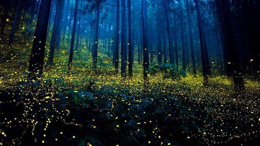 রাতের অন্ধকারে সেই অপার্থিব সৌন্দর্য দেখতে অনেকেই ট্রেক করেন পর্বতের বিভিন্ন অংশে। তবে অভিজ্ঞ ট্রেকার না হলে পশ্চিমঘাট পর্বতে নাইট ট্রেকিংয়ের অনুমতি দেওয়া হয় না।