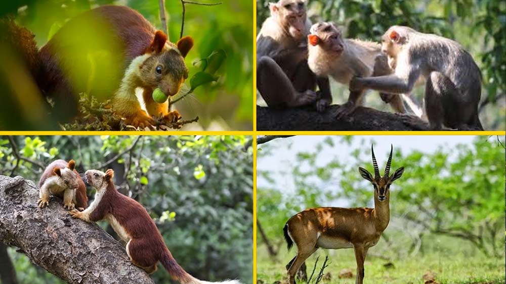 ভীমশঙ্কর অরণ্য স্থানীয় উপজাতিদের কাছে পবিত্র। সমৃদ্ধ জীববৈচিত্র এই অরণ্যের বৈশিষ্ট্য। মূলত ইন্ডিয়ান জায়ান্ট স্কুইরেল বা বড় আকারের কাঠবিড়ালিদের জন্যই এই অভয়ারণ্য। পাশাপাশি, বিভিন্ন প্রজাতির শিয়াল, হায়না, লেপার্ড এবং বিভিন্ন প্রজাতির পাখি এই অরণ্যের স্থায়ী বাসিন্দা।