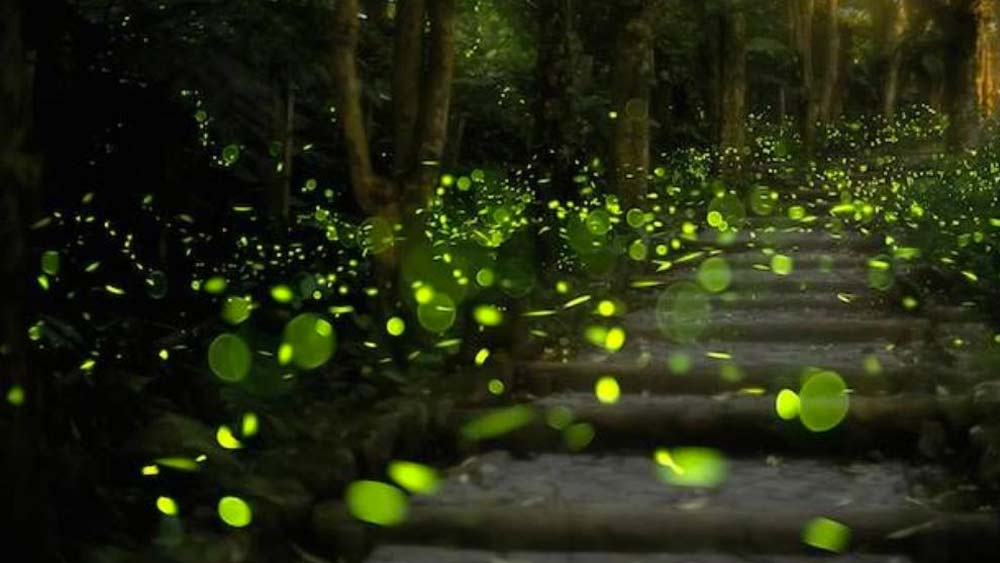 প্রকৃতিতে এই বায়োলুমিনিসেন্সের উপস্থিতিই  রাতের অন্ধকারে নির্জন সৈকত ও গভীর অরণ্যে এনে দেয় অকাল দীপাবলি।