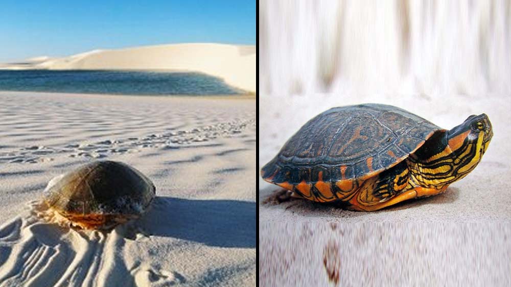 আমাজনের জঙ্গলে বাস করে পিনিঙ্গা কচ্ছপ। বর্ষা আসার আগে প্রবল উত্তাপের মধ্যেই তারা মরু অঞ্চলের মধ্যে দিয়ে চলতে থাকে। যাতে বর্ষা এলেই তৈরি হওয়া হ্রদে পৌঁছে যাওয়া যায়। হ্রদে পৌঁছলেই পাওয়া যাবে খাবার।