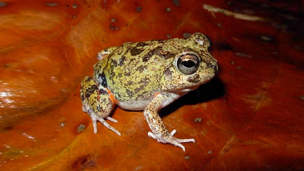 গ্রীষ্মে বালির নীচের স্তরে লুকিয়ে থাকে কলম্বিয়ান চার চোখের ব্যাঙ। বর্ষা এলে জলাশয়ও চলে আসে তাদের কাছে। এটাই তাদের প্রজনেন সময়। এক জোড়া ব্যাঙ প্রায় এক হাজার ব্যাঙাচির জন্ম দেয়।