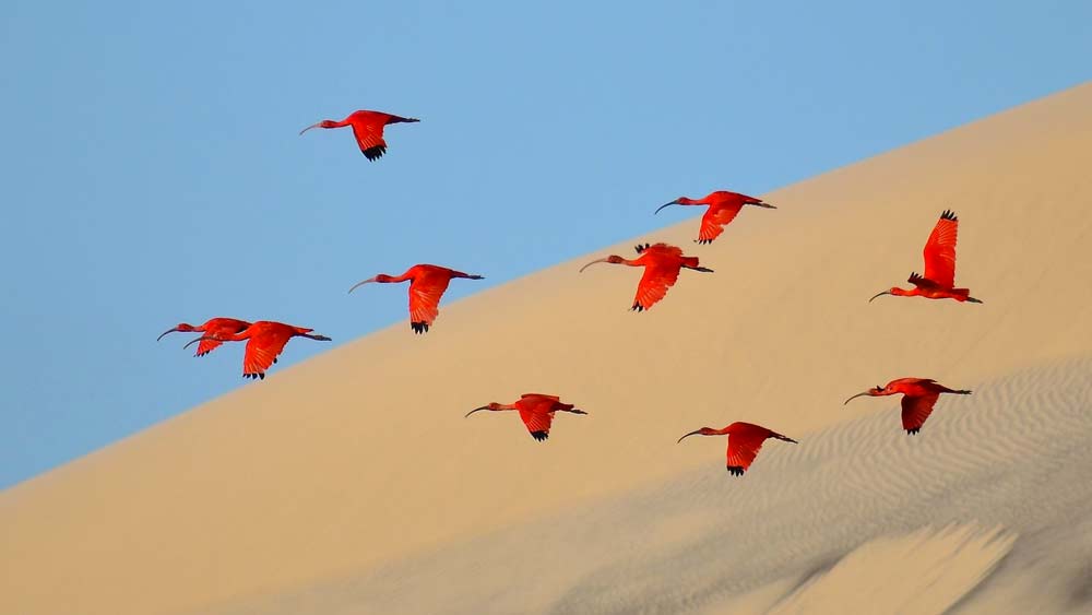 এ ভাবে হ্রদে ভিড় জমানো অন্যান্য প্রাণীরাও বংশ বিস্তার করে। যে মরু অঞ্চলে প্রাণের উপস্থিতি প্রায় থাকেই না, সেখানেই ভরে যায় প্রাণের বৈচিত্রে।