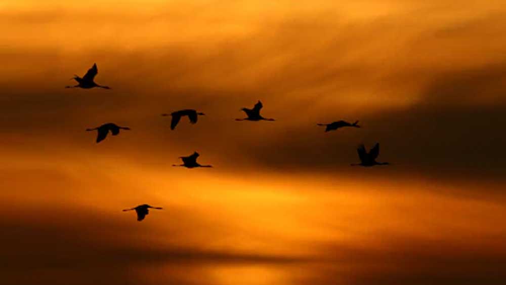 মা, তেজি খানের ( নাম পরিবর্তিত) পাশে ঘুমিয়ে আছেন তাঁর একমাত্র আদরের মেয়ে, সেহমত। জীবনের পরেও নিরাপত্তার কারণে গোপন সেহমতের শেষ আশ্রয়ও। সেই সেহমত, যাঁকে দেখে সিক্কার মনে হয়েছিল এ রকম অপূর্ব ও নিষ্পাপ সুন্দরীর হাতে মানুষ তো দূর অস্ত্, একটা মাছিকেও মারতে পারবে না।  (ছবি: শাটারস্টক)