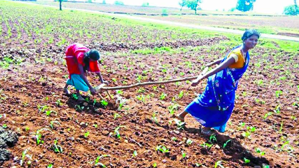 পাতালকোট এলাকায় খাদ্যশস্য ও শাক সবজি তাঁরা নিজেরাই চাষ করেন।