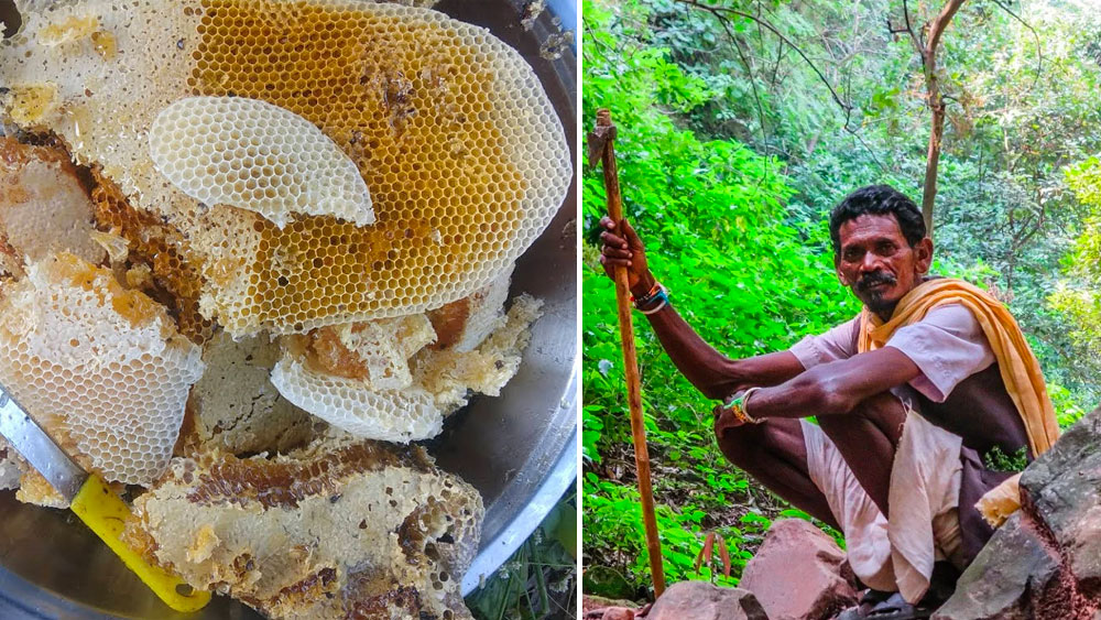 পাতালকোটের জঙ্গল এলাকা থেকেও বিভিন্ন ফল, মধু সংগ্রহ করেন তাঁরা।