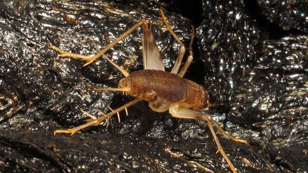 দড়ির সাহায্য ছাড়া নামা সম্ভব নয় এখানে। নামলেও বিপদ। কারণ সেই গর্তের ভিতর নানা রকম বিষাক্ত পোকামাকড়, ইঁদুরের বাস।