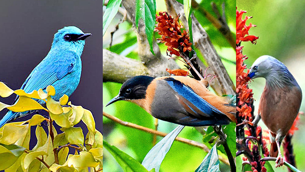 Latpanchar in Darjeeling, a bird lovers' paradise