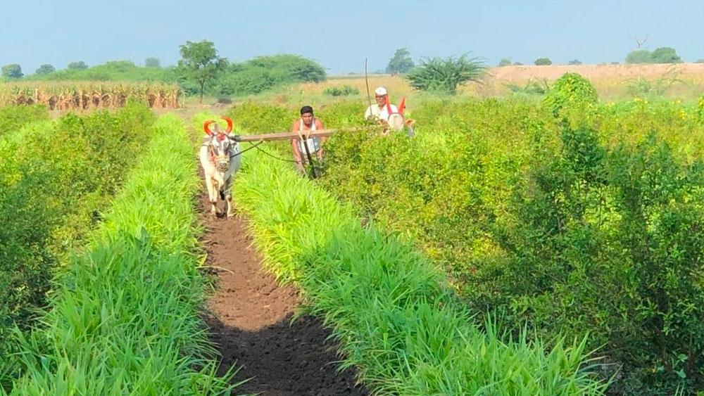 অর্গ্যানিক ফার্মিংয়ের মাধ্যমে তৈরি শাক সব্জি-সহ বিভিন্ন দ্রব্য বিক্রি করে শ্রিয়ার সংস্থা। সেগুলি তৈরি করেন প্রায় ৫০ হাজার চাষি।