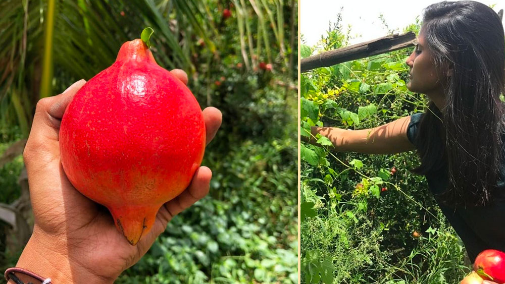 কিন্তু এই অর্গ্যানিক ফার্মিংয়ের বিষয়টি তাঁর মাথায় আসে দিদির কাছে ঘুরতে গিয়ে।