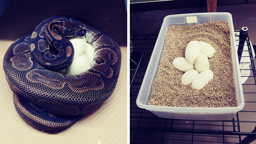 homemade incubator for ball python eggs