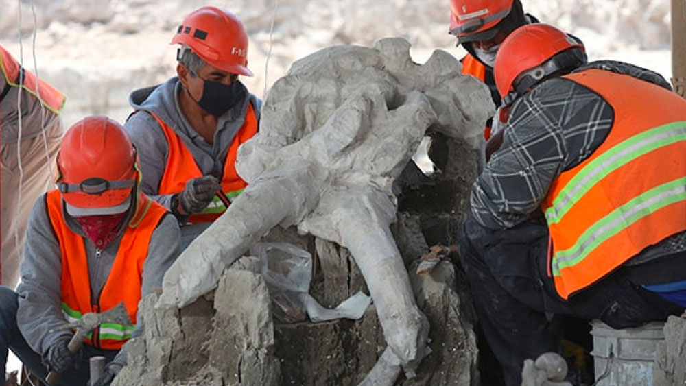 রুবেন জানিয়েছেন, তাঁদের ধারণা ছিল বিশ্বে কোথাও না কোথাও এক সঙ্গে অনেক ম্যামথের কঙ্কাল খুঁজে পাওয়া যাবে। তবে তার পরিমাণ যে এত হবে, সেটা তাঁরা কল্পনাও করেননি।